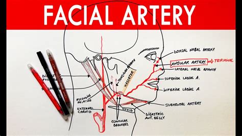 Facial Artery Origin Course Branches Anatomy Tutorial Youtube