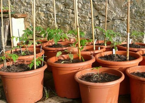 10 Tomatoes To Grow In Your Container Garden Treehugger