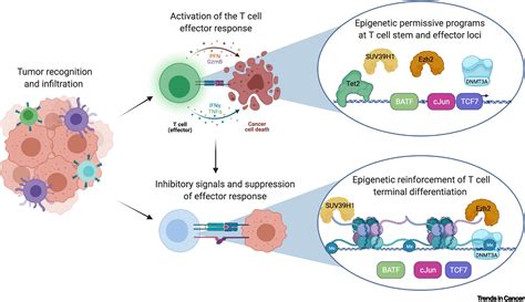 Mechanisms Of T Cell Exhaustion Guiding Next Generation Immunotherapy Trends In Cancer