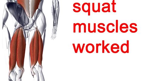 Squat Muscles Worked Right Way To Build Your Back Legs Squat No2