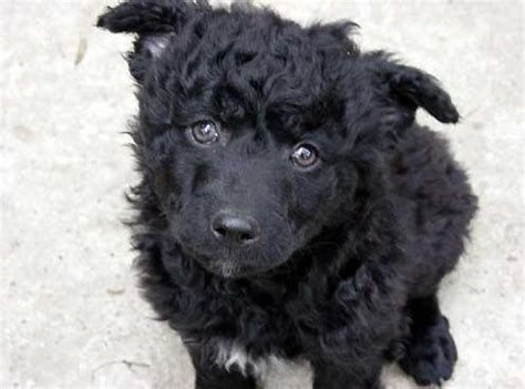 Croatian sheepdog hybrid dogs dogs and puppies belgian sheepdog sheepdog puppies affenpinscher dog breeds cute. Croatian Sheepdog pictures - DogBreedWorld.com