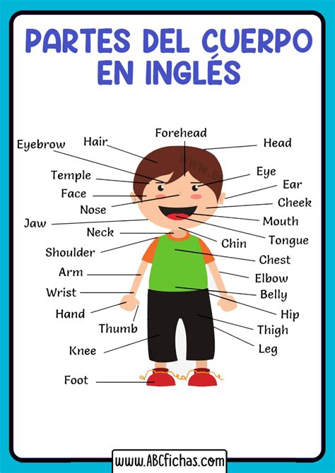 Vocabulario de Las Partes del Cuerpo en Inglés