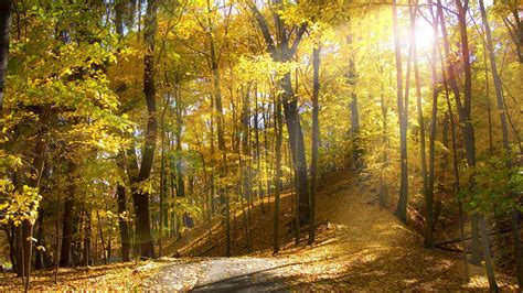 Sunny Forest Wallpapers Top Free Sunny Forest Backgrounds