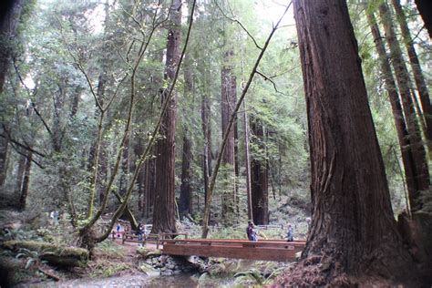 Muir Woods National Monument Landmarks Marin Convention And Visitors