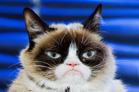 Grumpy Cats Death Marks The End Of The Joyful Internet Wired