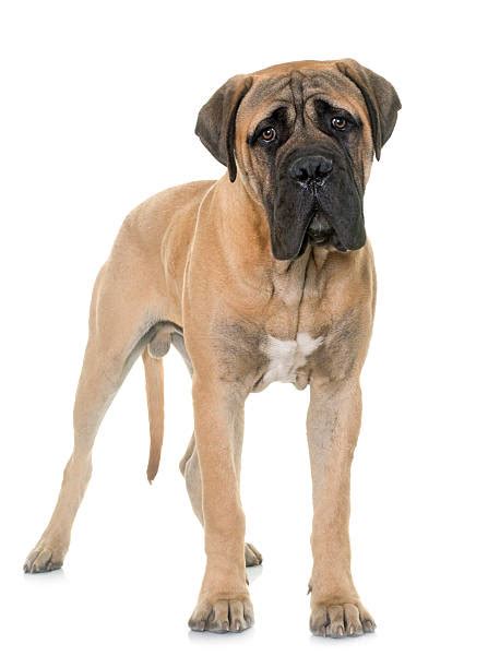 Bull Mastiff Stock Photos Pictures And Royalty Free Images