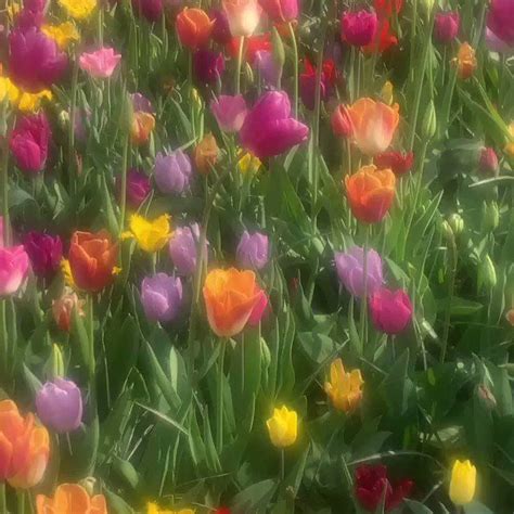Many Different Colored Tulips Are In The Field Together And One Is Blurry