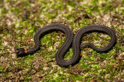 Red Bellied Snake South Carolina Partners In Amphibian And Reptile