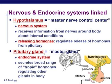 Endocrine And Nervous System Link Hypothalamus Is Not A Gland Properly
