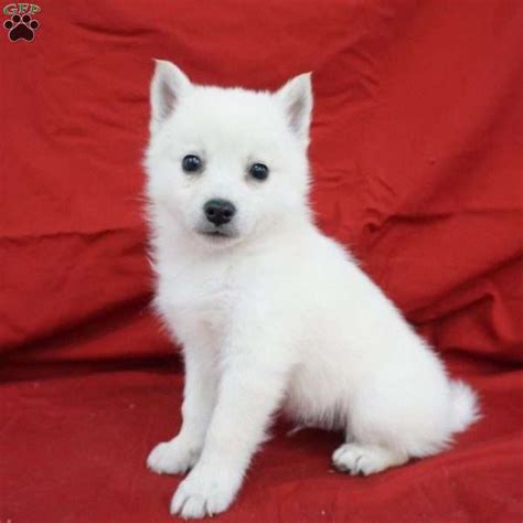 American Eskimo Mix Puppies For Sale Greenfield Puppies