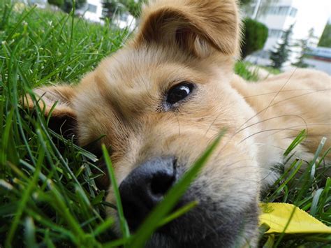 Free Images Grass Lawn Flower Puppy Pets Vertebrate Dog Breed