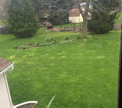 How short do you cut grass before seeding? How should I handle tall grass patches in my lawn ...