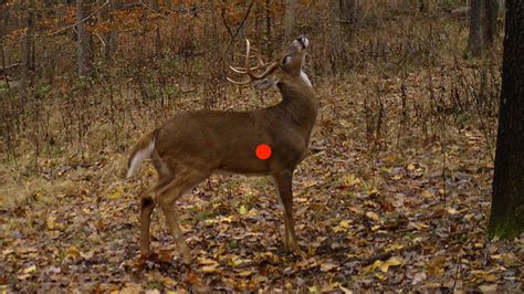 Shot Placement For Deer