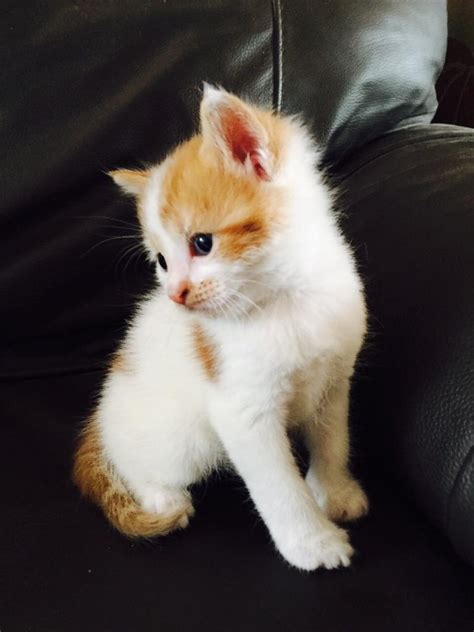 3 Cute Kittens For Sale In Perry Barr West Midlands Gumtree