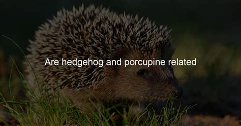Are Hedgehog And Porcupine Related Hedgehogs Love