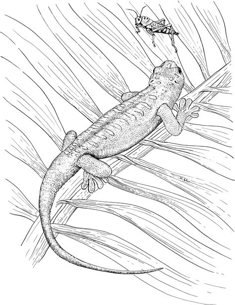 Lizard Pictures To Print Free Printable Lizard Coloring Pages For Kids