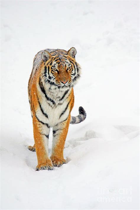 Siberian Tiger Animal Photograph By Boon Mee Fine Art America