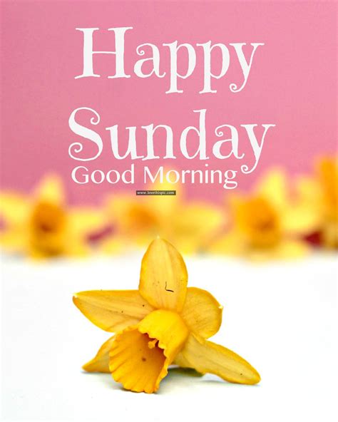 Happy Sunday Good Morning Good Morning Sunday Sunday Quotes Good