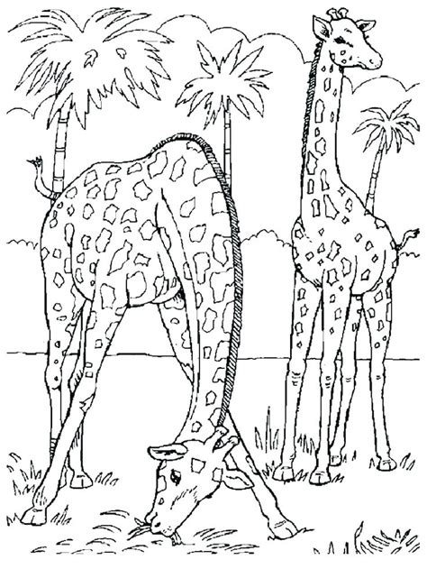 Realistic Farm Animal Coloring Pages At Free