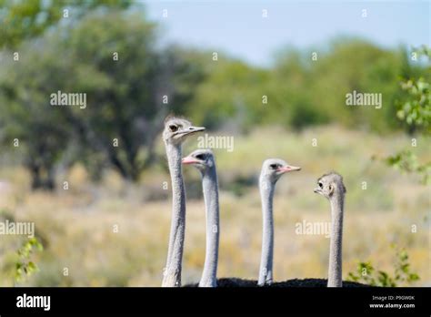 Small Flock Ostrich Males And Females Looking Very Goofy As They Look