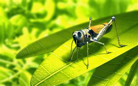 Insect HD Funny Wallpapers ~ Funny Wallpapers