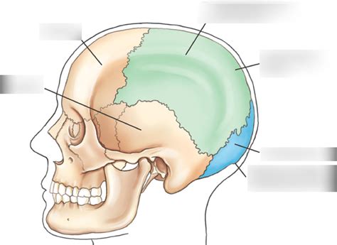 Parietal And Occipital Bone Anatomy 1 Diagram Quizlet