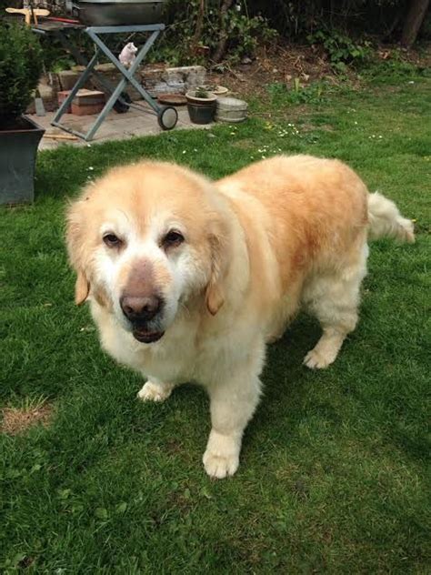 Sunny 10 Year Old Female Labrador Retriever Available For Adoption