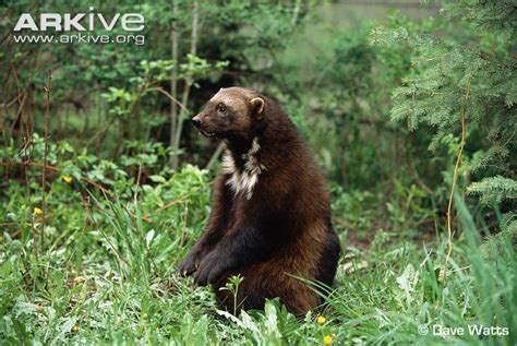 The Wolverine Can Be Found In Alpine Tundra And Northern Taiga Habitats