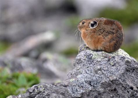 Northern Pika Cute Animals Wild Hamsters Funny Animals