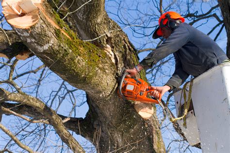 How To Find Professional Tree Trimming Experts That Can Help You
