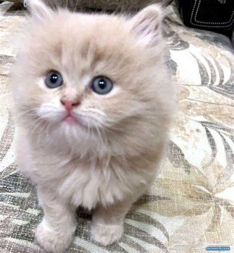 قطط شيرازي صغيرة للبيع