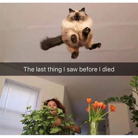The Last Thing I Saw Before I Died Funny Animal Memes Cat Quotes