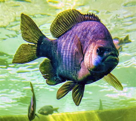 Big Fish Free Stock Photo Public Domain Pictures