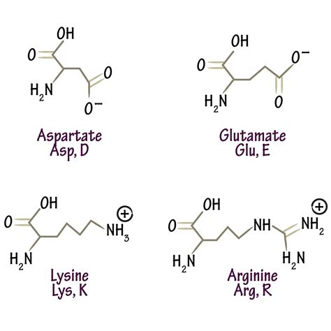 Biochemistry Glossary Amino Acids Charged Draw It To Know It