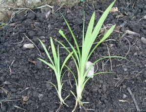 Beragam khasiat dan manfaat daun pandan untuk kesehatan. 8 Cara Menanam Daun Pandan di Pot (Panduan Lengkap ...