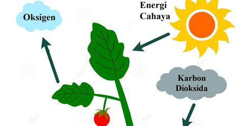 Proses Fotosintesis Pada Tumbuhan Biologi Dunia