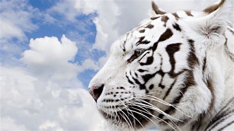 Siberian Tiger Hd Wallpapers