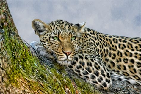 Leopard Hd Wallpaper Background Image 1920x1280