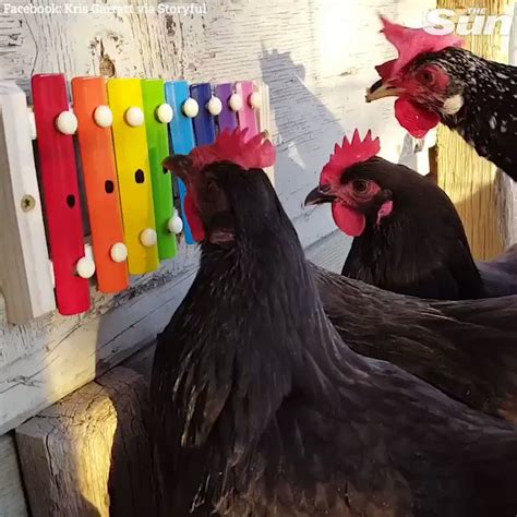 The Sun On Twitter These Chickens Jamming Out On A Xylophone Will Make Your Day