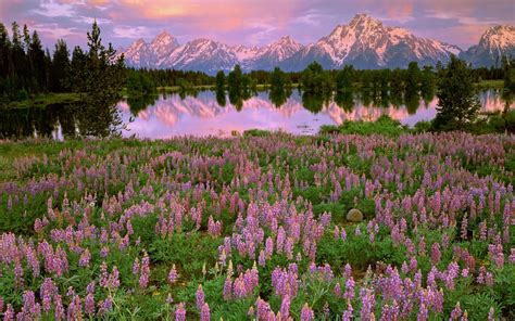 Mountains Lake Pink Flowers Meadow Fields Water Reflection Sunset
