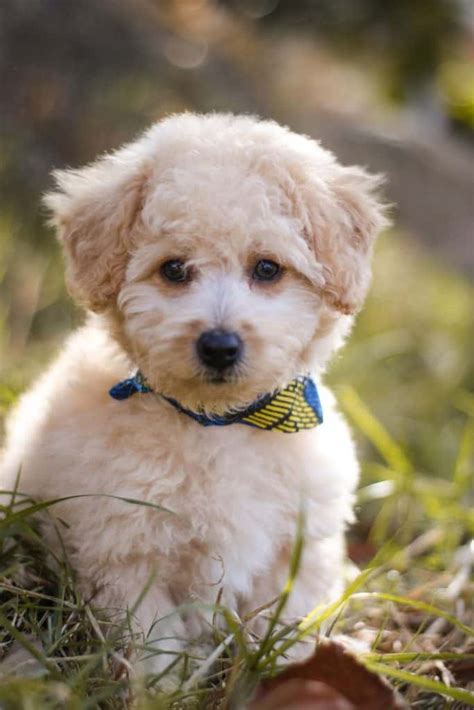 15 Things You Should Know Before Getting A Pomapoo A Pomeranian Poodle