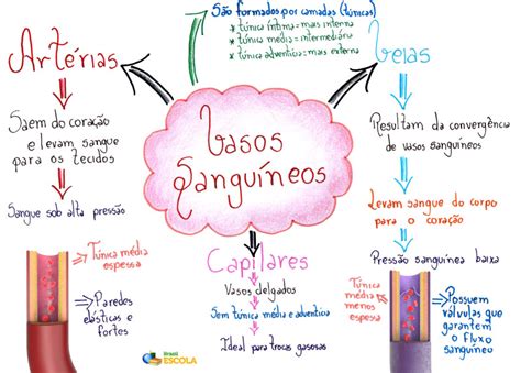Diferença entre veia artéria e capilar Brasil Escola Medicine