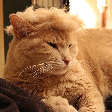 21 Hilarious Photos Of Cats Looking Like Donald Trump 5 Is Just