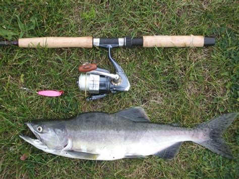 Pink Salmon Michigan Sportsman Online Michigan Hunting And Fishing