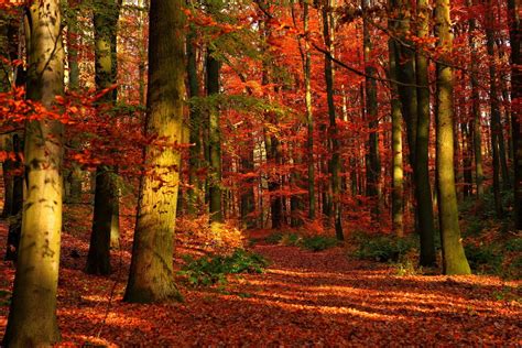 Autumn Trees Bing Images The Wonderful Great Outdoors Autumn