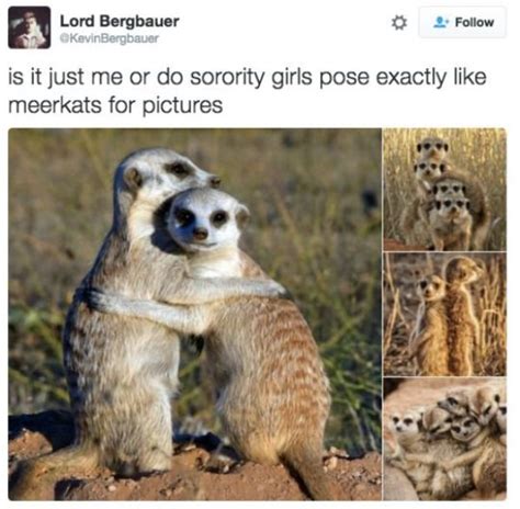 Pin By Thomas Catterall On Humor Funny Pictures Cute Animals Meerkat