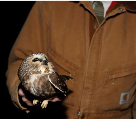 Ohio Birds And Biodiversity Northern Saw Whet Owl