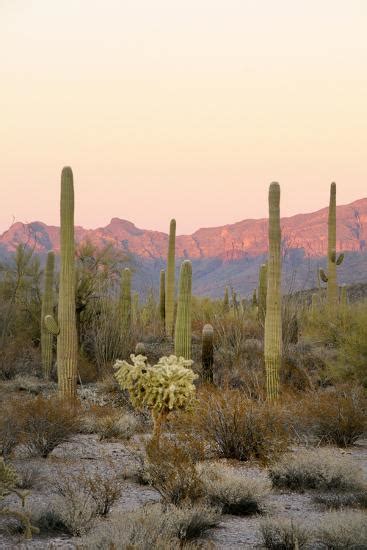 Only handle with tongs or tweezers and you should wear gloves as well when doing so. 'Arizona, Organ Pipe Cactus Nm. Saguaro Cactus and Chain ...