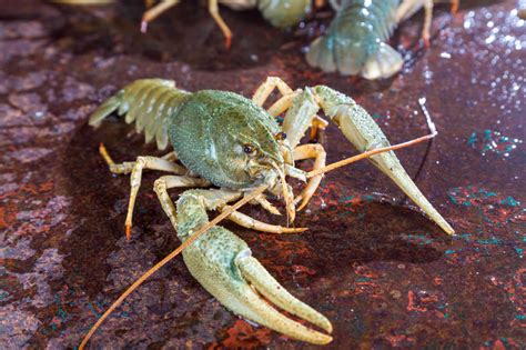 Lobsters Wild Animals News And Facts