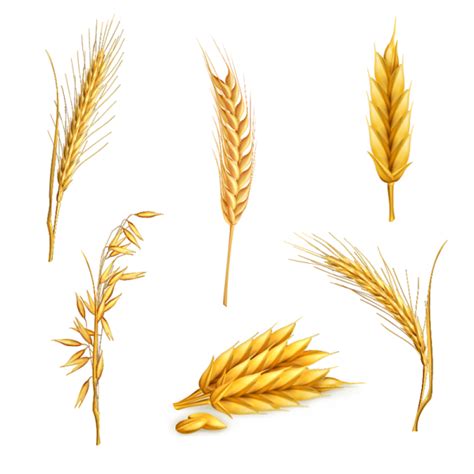 Wheat Clipart Stalk And Other Clipart Images On Cliparts Pub